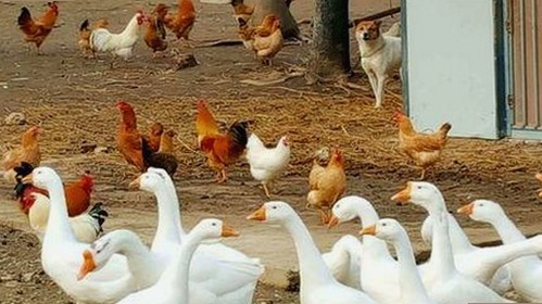 娱乐圈吃瓜视频揭秘:从幕后真相到明星隐私全景回顾