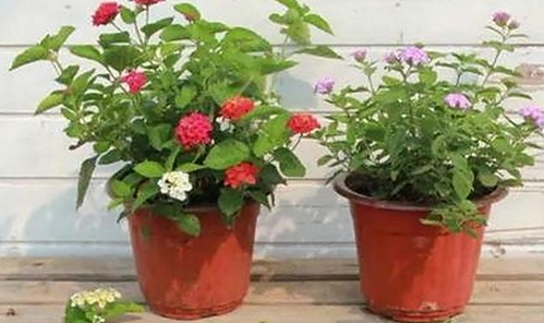 娱乐圈吃瓜与耍大牌现象背后的真实图景